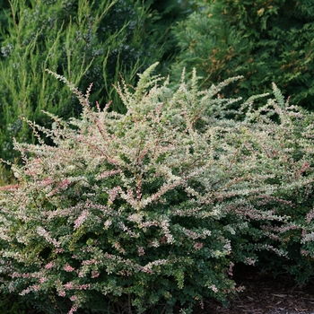 Berberis thunbergii 'Sunjoy Sequins®'