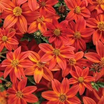 Bidens Campfire® 'Flame'