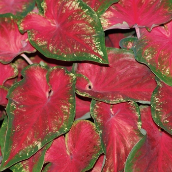 Caladium hortulanum 'Heart's Delight' PP23992