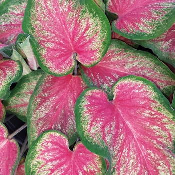 Caladium hortulanum Heart to Heart® 'Tickle Me Pink'