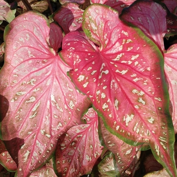 Caladium hortulanum Heart to Heart® 'Caribbean Coral'