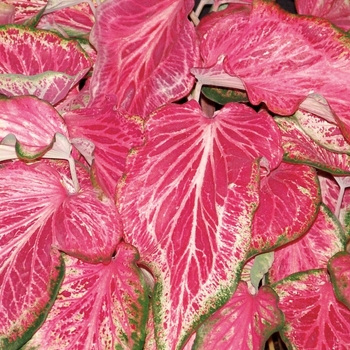 Caladium hortulanum 'Blushing Bride' PP22213