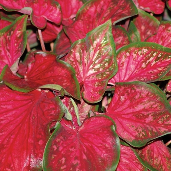 Caladium hortulanum Heart to Heart® 'Scarlet Flame'