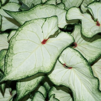 Caladium hortulanum Heart to Heart™ 'White Wonder'