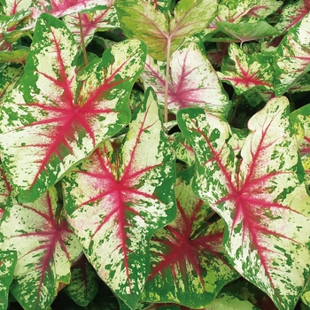 Caladium hortulanum Heart to Heart® 'Flatter Me'