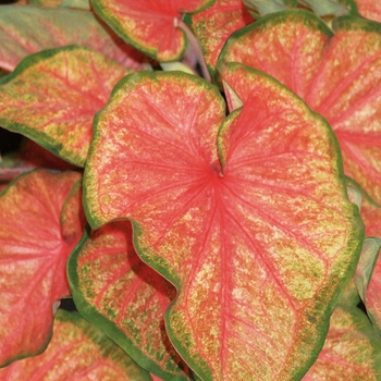 Caladium hortulanum Heart to Heart® 'Chinook'