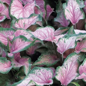 Caladium hortulanum Heart to Heart® 'Va Va Violet™'