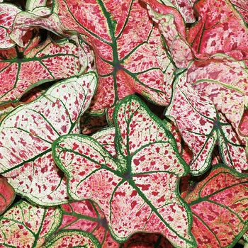 Caladium hortulanum 'Splash of Wine' PPAF