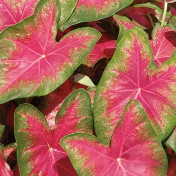 Caladium hortulanum Heart to Heart® 'Rose Glow'