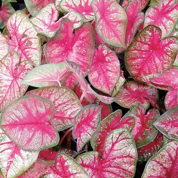 Caladium hortulanum 'Radiance' PP27095