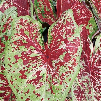 Caladium hortulanum Heart to Heart® 'Raspberry Moon'