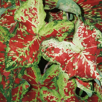 Caladium hortulanum Heart to Heart® 'Mesmerized'