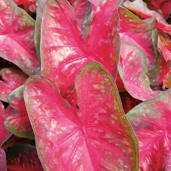 Caladium hortulanum Heart to Heart® 'Fast Flash'