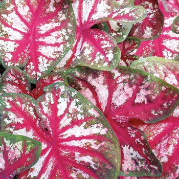 Caladium hortulanum 'Bottle Rocket' 