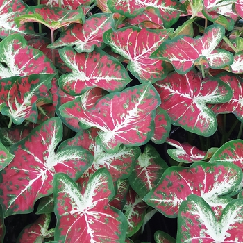 Caladium hortulanum Heart to Heart® 'Dawn to Dusk'