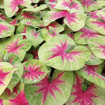 Caladium hortulanum 'Lemon Blush' PP25450