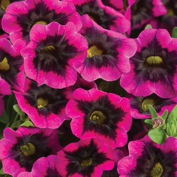 Calibrachoa Superbells® 'Blackcurrant Punch™'