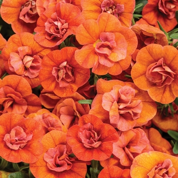 Calibrachoa Superbells® 'Double Orange'