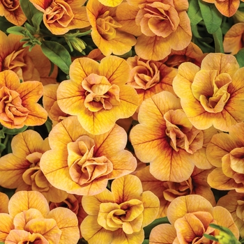 Calibrachoa 'Double Amber' PPAF, Can PBRAF