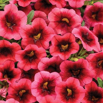 Calibrachoa 'BBCAL82402' PPAF, Can PBRAF