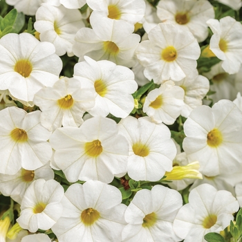 Calibrachoa Superbells® 'Tabletop™ White'