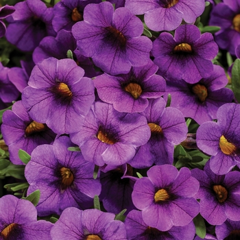 Calibrachoa 'INCALCOBLU' PPAF, Can PBRAF