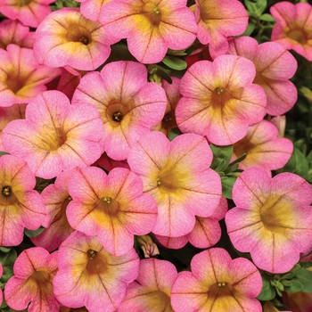 Calibrachoa Superbells® 'Honeyberry™'