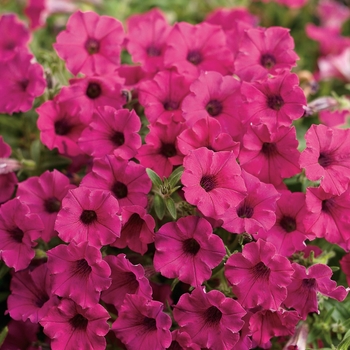 Calibrachoa Superbells® 'Sangria Charm'