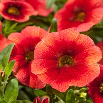 Calibrachoa 'Persimmon' 