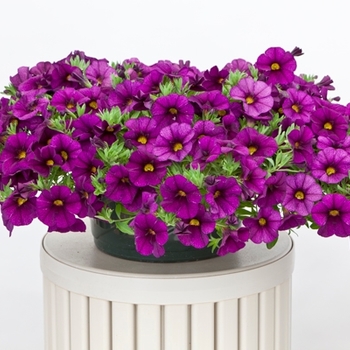 Calibrachoa 'Violet' 