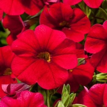 Calibrachoa 'Red' 