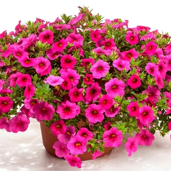 Calibrachoa Cruze™ 'Rose'