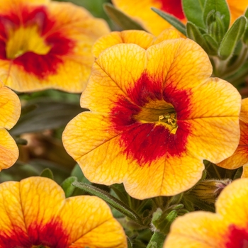 Calibrachoa 'Yellow w/Red Eye' 