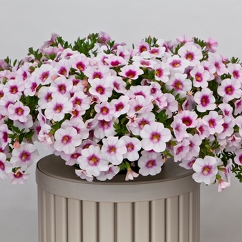 Calibrachoa 'White w/Pink Eye' 