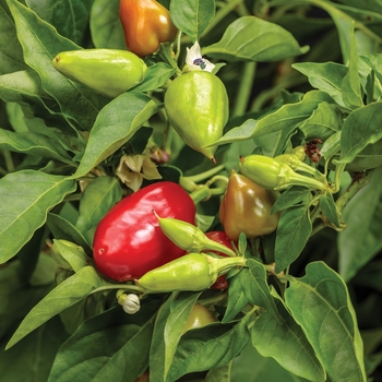 Capsicum annuum 'Hot and Heavy' 