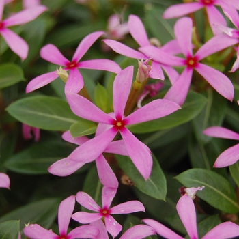 Catharanthus Soiree kawaii® 'Light Purple'