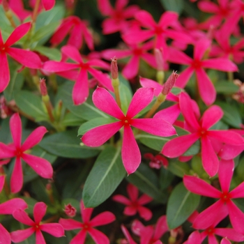 Catharanthus Soiree kawaii® 'Red Shades' PPAF
