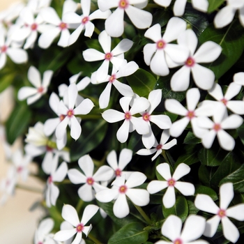 Catharanthus Soiree kawaii® 'White Peppermint'