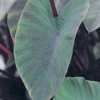 Colocasia esculenta 'Heart of the Jungle' 