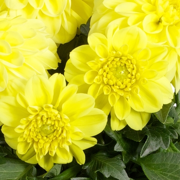 Dahlia 'Daseksogtyve' PPAF