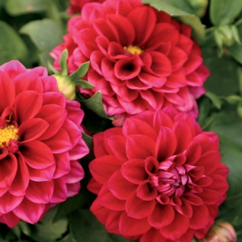 Dahlia 'Dati' PPAF, Can PBRAF