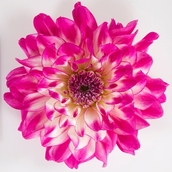 Dahlia Dalina® 'Grande Bonita'