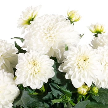 Dahlia Dalina® 'Grande Lopez'