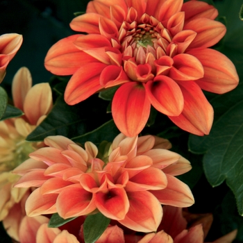 Dahlia 'Midi Pinta' PPAF