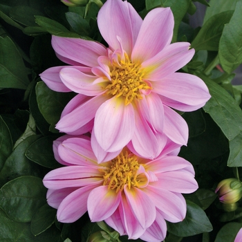 Dahlia 'Danul' PPAF