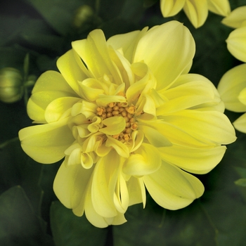 Dahlia Dalina® 'Midi Sumatra'