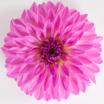 Dahlia Dalina® 'Grande Zarco'