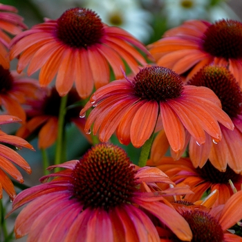 Echinacea 'Orange You Awesome' PPAF, Can PBRAF