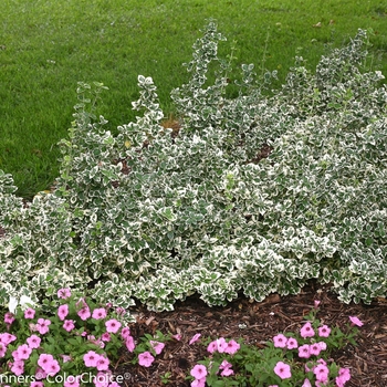 Euonymus fortunei 'White Album®'