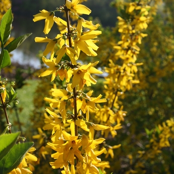 Forsythia koreana 'Flying Machine®'